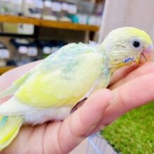 STIR!!🍋🍋しゅわしゅわレモンスカッシュ🍋🍋　セキセイインコ　パステルカラーレインボーパイド