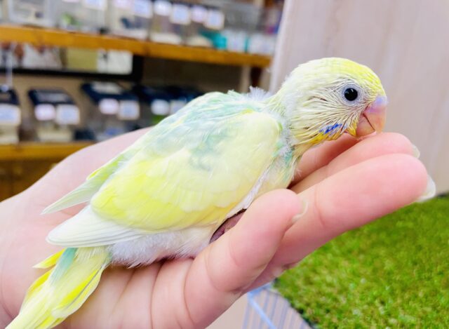 STIR!!🍋🍋しゅわしゅわレモンスカッシュ🍋🍋　セキセイインコ　パステルカラーレインボーパイド