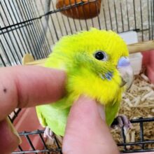 画像更新☆若葉のみずみずしさ☆グリーンスパングルのセキセイインコ〜