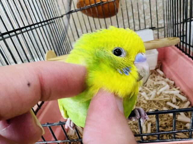 画像更新☆若葉のみずみずしさ☆グリーンスパングルのセキセイインコ〜