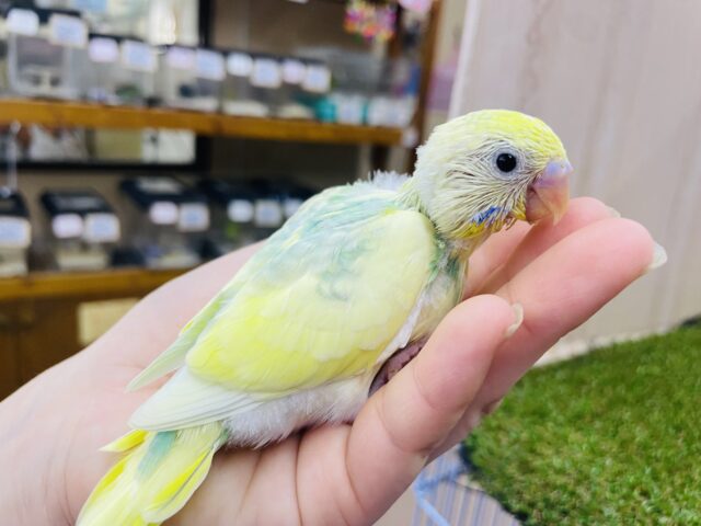 セキセイインコ