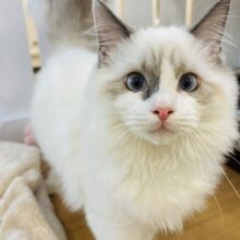 底なし沼の超甘ったれ美男子♡ラグドールくん！