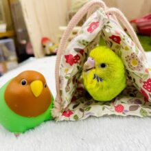 さし餌2回❣️最新画像になりますよ🏝️⛱️⛱️ちゅるりんサマーラブしたい！💓🏝️🏝️⛱️ 　セキセイインコ　オパーリン