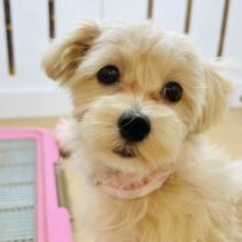 超ホヤホヤ最新画像✨️愛の突撃は止まらないよっ！！ミックス犬ちゃん(マルチーズ×トイプードル)