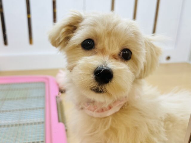 超ホヤホヤ最新画像✨️愛の突撃は止まらないよっ！！ミックス犬ちゃん(マルチーズ×トイプードル)