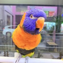 最新画像あります✨イケメン度No.1👑カッコいいけど甘えん坊が可愛すぎる🩷アカエリゴシキセイガイインコ