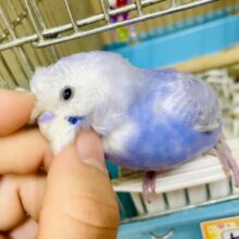 べたなれ💛1人餌💛最新画像になりますよ🌟かき氷は🍨🧊🧊🧊ブルーハワイな気分🍧🩵　セキセイインコ　スパングル