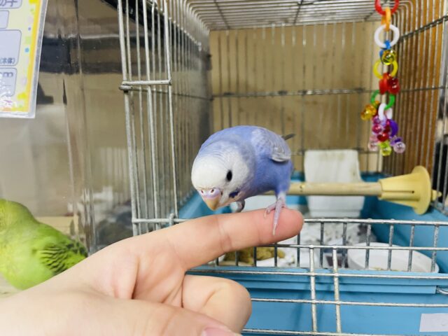 セキセイインコ