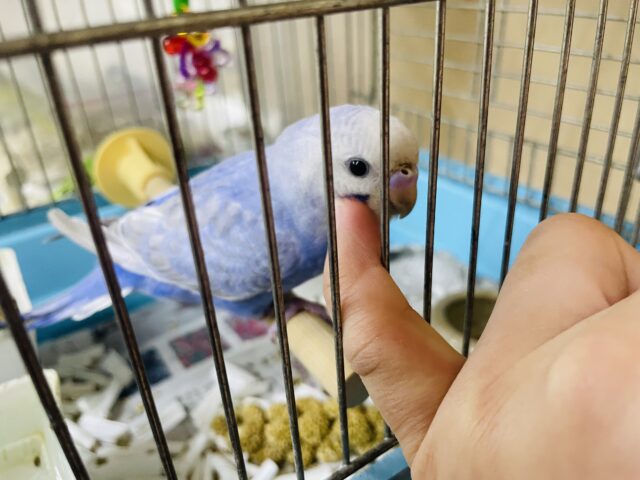 セキセイインコ