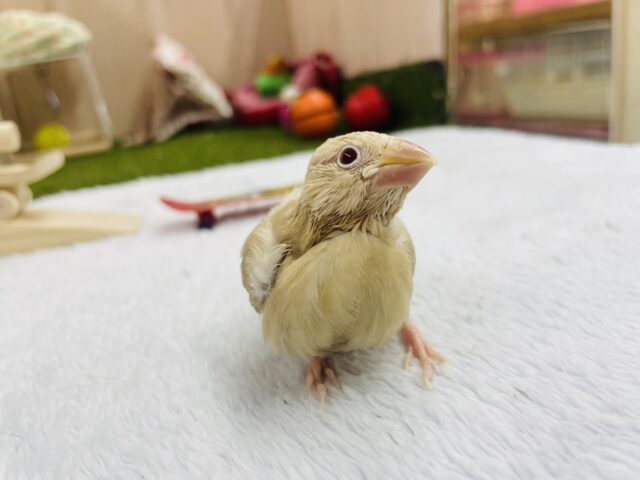 シナモン文鳥