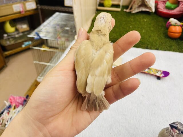 シナモン文鳥