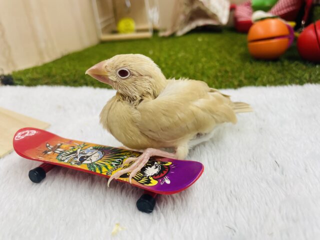 シナモン文鳥