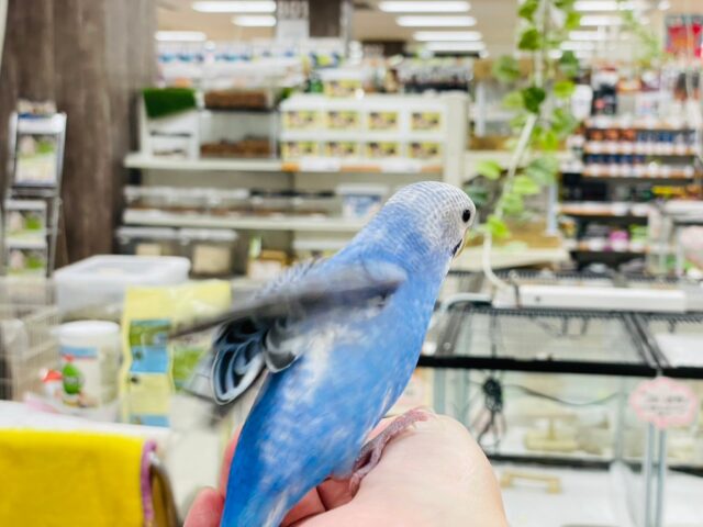 セキセイインコ