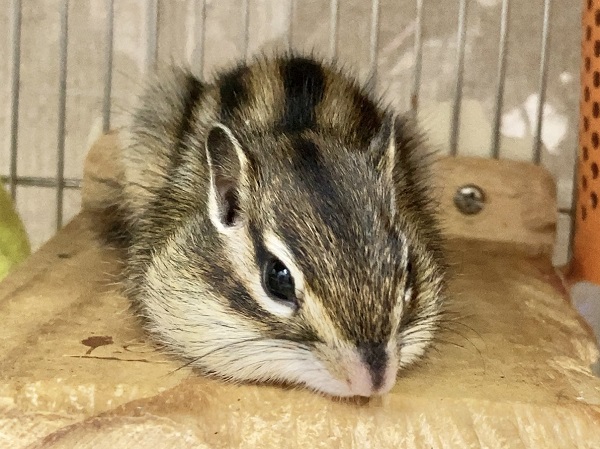 最新画像！シマリス　走り出したら止まらない！元気いっぱいな男の子！