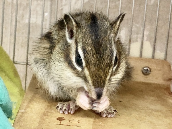 シマリス（ノーマル）