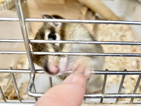 シマリス（ノーマル）