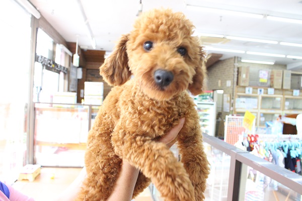 わんぱく💪すっとび💨からあげボーイ🐶トイプードル・男の子！