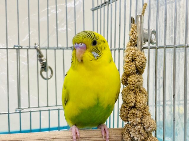 セキセイインコ