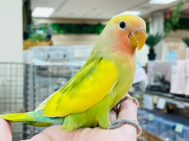 コザクラインコ（小桜インコ）