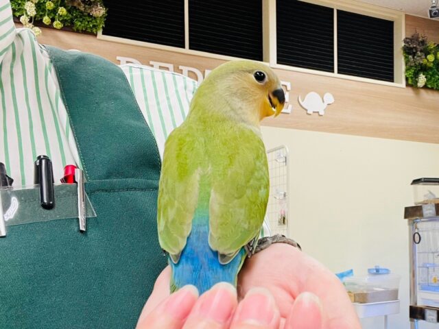 コザクラインコ（小桜インコ）