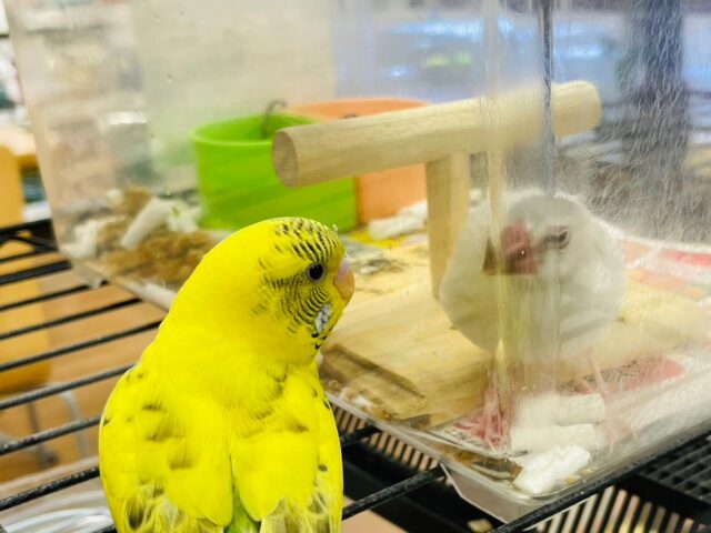 セキセイインコ