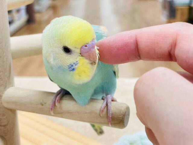 セキセイインコ