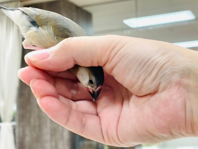 桜文鳥