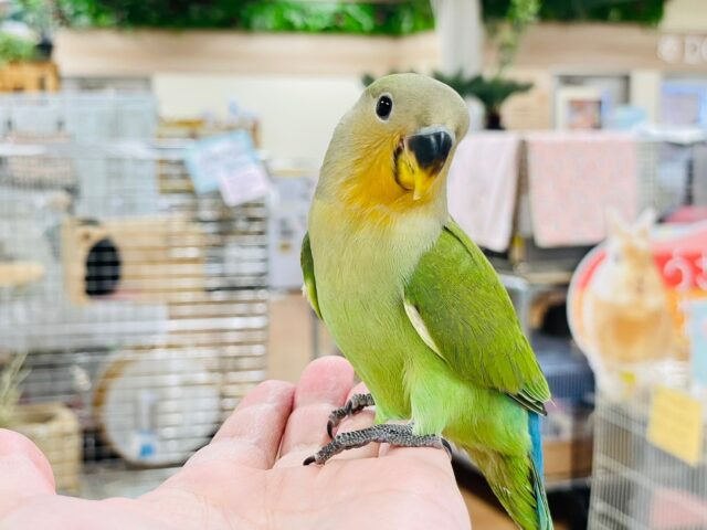 コザクラインコ（小桜インコ）