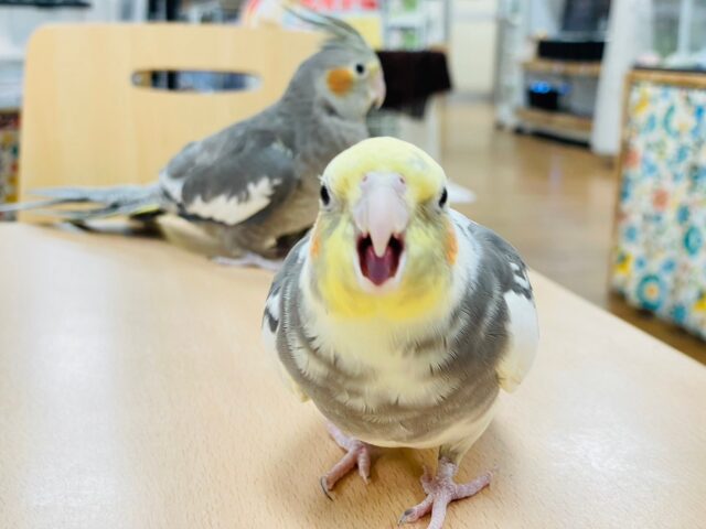 オカメインコ