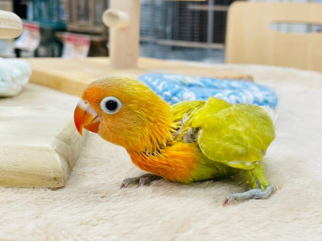 ヤマブキボタンインコ