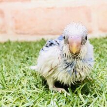 人気の白パイドちゃんです♪♪　セキセイインコ