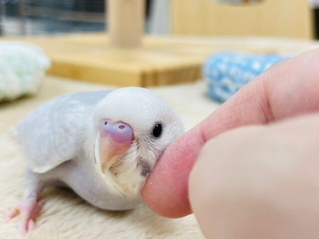 【最新画像更新🪄】淡々カラーの人気者💜セキセイインコ（ライラック）ヒナ