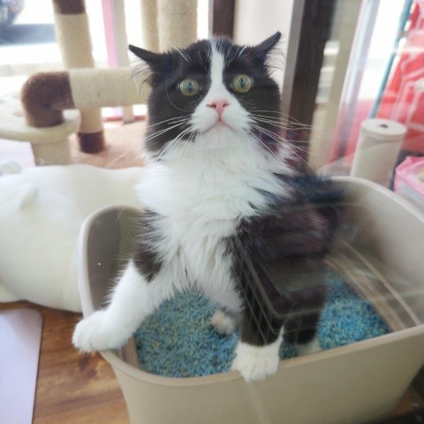 スコティッシュフォールド