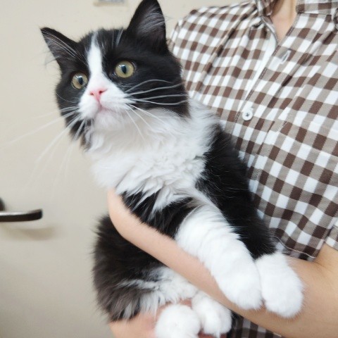 スコティッシュフォールド