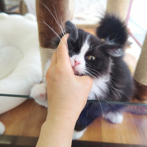 スコティッシュフォールド