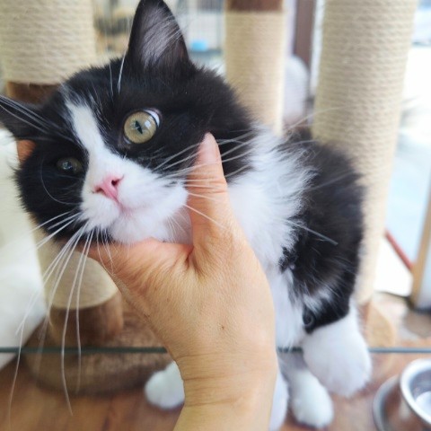 スコティッシュフォールド