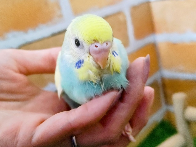 ③優しい色味✨セキセイインコのヒナ(パステルレインボーパイド)入荷しました❤