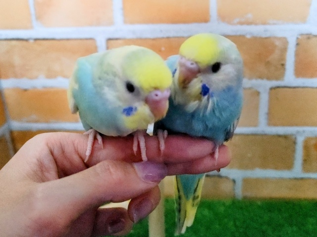 セキセイインコ