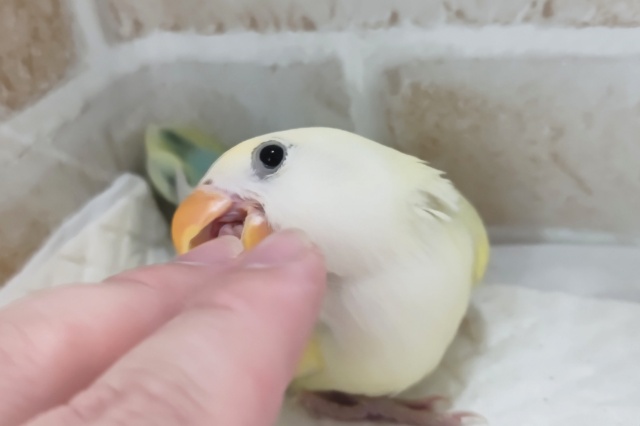 コザクラインコ（小桜インコ）