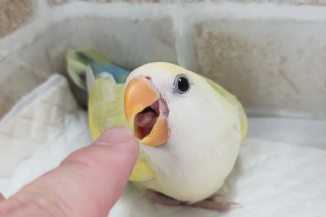 コザクラインコ（小桜インコ）