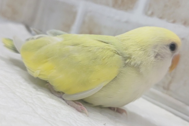 コザクラインコ（小桜インコ）