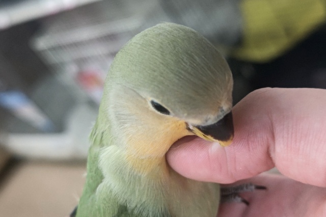 コザクラインコ（小桜インコ）