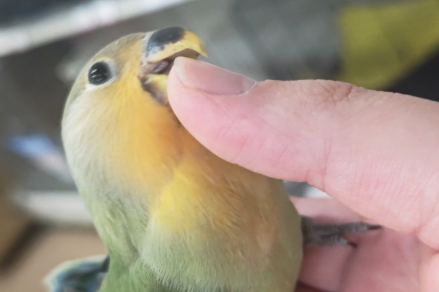 コザクラインコ（小桜インコ）