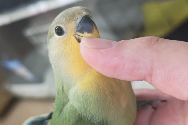 コザクラインコ（小桜インコ）