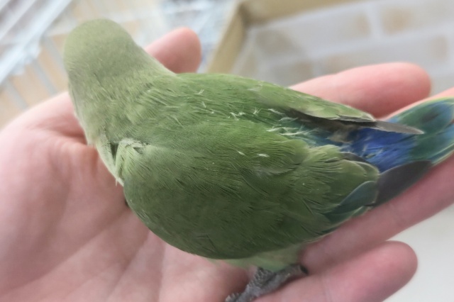 コザクラインコ（小桜インコ）