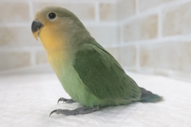 コザクラインコ（小桜インコ）