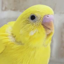 まっきっきだね～💛 セキセイインコ(ダブルファクター)