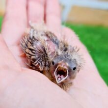 色変わり☆キンカ鳥のヒナ(シナモン)入荷しました❤