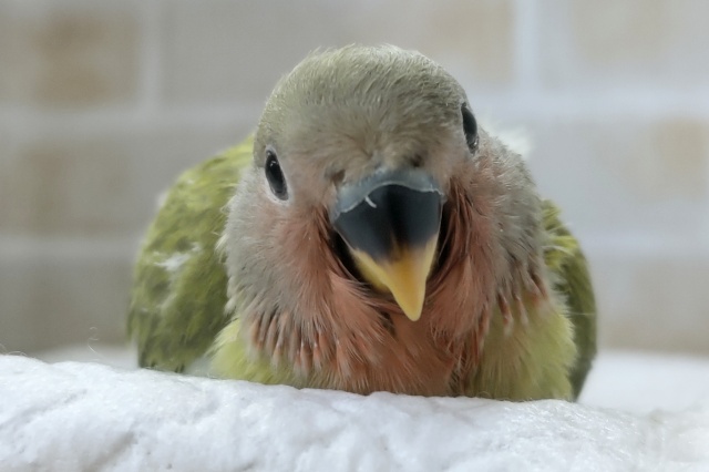 ご好評につき、開催延長～🏖️ コザクラインコフェアー🎉