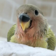 🌟最新画像🌟 深ーい色合いです～🫒 (オパーリンオリーブ)